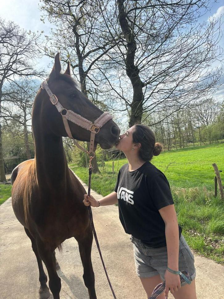 Stalhulp aangeboden (omgeving pelt), Dieren en Toebehoren, Paarden en Pony's | Verzorgingsproducten, Nieuw, Ophalen