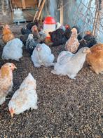 Cochinkriel hennen tekoop!, Dieren en Toebehoren, Vogels | Overige Vogels, Vrouwelijk, Tam