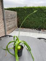 Zwangere ui, Huis en Inrichting, Kamerplanten, Bloeiende kamerplant, Ophalen, Overige soorten