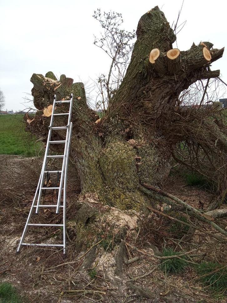 wij komen uw knotwilgen snoeien inruil voor het brandhout, Tuin en Terras, Overige Tuin en Terras, Ophalen