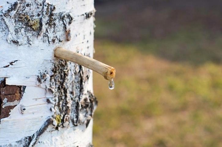 a vendre sève de bouleau, Jardin & Terrasse, Bois de chauffage, Bouleau, Enlèvement