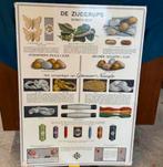 Vintage educatieve plaat De zijderups - zijdeproductie, Antiquités & Art, Antiquités | Cartes scolaires, Enlèvement
