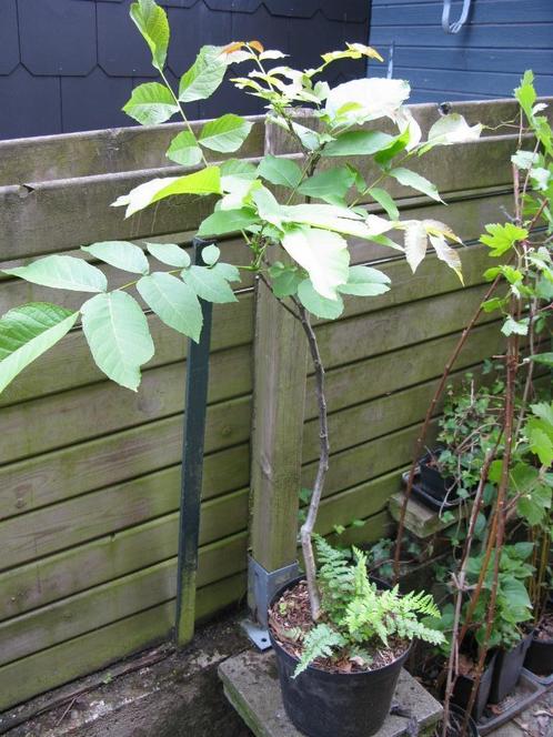 Jeune noyer en pot, Tuin en Terras, Planten | Bomen, Overige soorten, 400 cm of meer, Volle zon, In pot, Ophalen