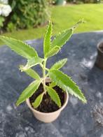 Kalanchoe Daigremontiana, Ophalen