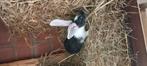 Reuze vlinder, Dieren en Toebehoren, Meerdere dieren, Groot, 0 tot 2 jaar