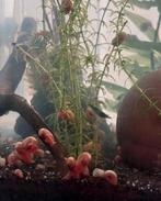 Roze posthoornslakjes, Dieren en Toebehoren, Vissen | Aquariumvissen, Slak of Weekdier, Zoetwatervis