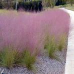 Muhlenbergia capillaris, Enlèvement, Automne