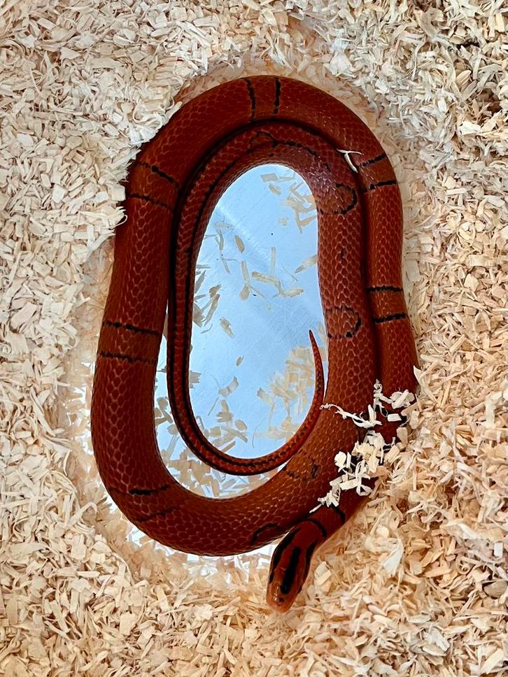 0.1 Oreocryptophis pulchra, Animaux & Accessoires, Reptiles & Amphibiens