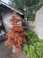 GRATIS halloween kerstenboom echte takken, Tuin en Terras, Ophalen
