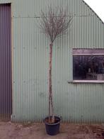 Prunus eminens umbraculifera hoogstam, Jardin & Terrasse, Plantes | Arbres, En pot, Enlèvement