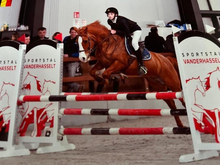 All-Round D- Pony, Dieren en Toebehoren, Pony's, Merrie, Springpony, 11 jaar of ouder, Met stamboom, Gechipt, Ontwormd, Ingeënt