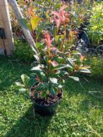 Photinia Red Robin, Tuin en Terras, Planten | Struiken en Hagen, Ophalen