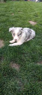 Super leuke Border collie pups, Dieren en Toebehoren, Honden | Herdershonden en Veedrijvers, België, Fokker | Hobbymatig, CDV (hondenziekte)
