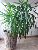 kamerplant YUCCA, Huis en Inrichting, Kamerplanten, Ophalen, 100 tot 150 cm, Halfschaduw, In pot