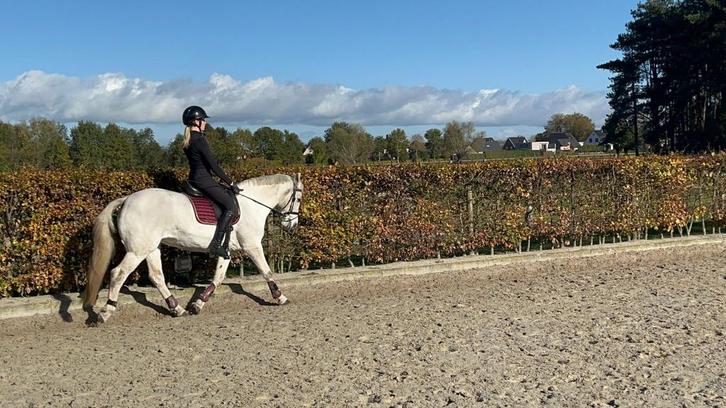 Gouden D-pony zoekt 5 sterrenhuisje, Dieren en Toebehoren, Pony's, Merrie, L, D pony (1.37m tot 1.48m), Dressuurpony, 11 jaar of ouder