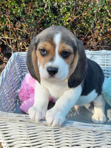 Hier geboren prachtige Beagle pupjes  beschikbaar voor biedingen