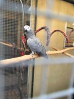 Papegaaien, Dieren en Toebehoren, Vogels | Parkieten en Papegaaien, Meerdere dieren, Papegaai, Pratend