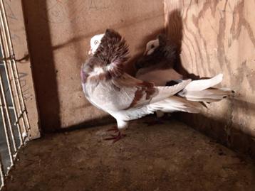 Oud-Hollandse kapucijnen, Meerdere dieren, Overige soorten