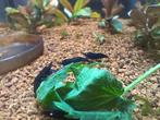Royal blue orange eye tiger caridina (10+1 voor 40), Homard, Crabe ou Crevette
