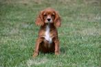 Cavalier King Charles Spaniël pups te koop, Dieren en Toebehoren, 15 weken tot 1 jaar, Buitenland, CDV (hondenziekte), Meerdere