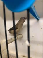 Japanse meeuwtjes, Dieren en Toebehoren, Vogels | Overige Vogels, Meerdere dieren