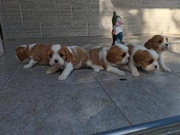 Chiots Cavalier King Charles disponible aux enchères