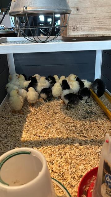 Kuikens australorp beschikbaar voor biedingen