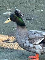 Mooi koppel kuifeenden, Dieren en Toebehoren, Pluimvee