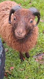 Tam Ouessant ram, Animaux & Accessoires, Moutons, Chèvres & Cochons