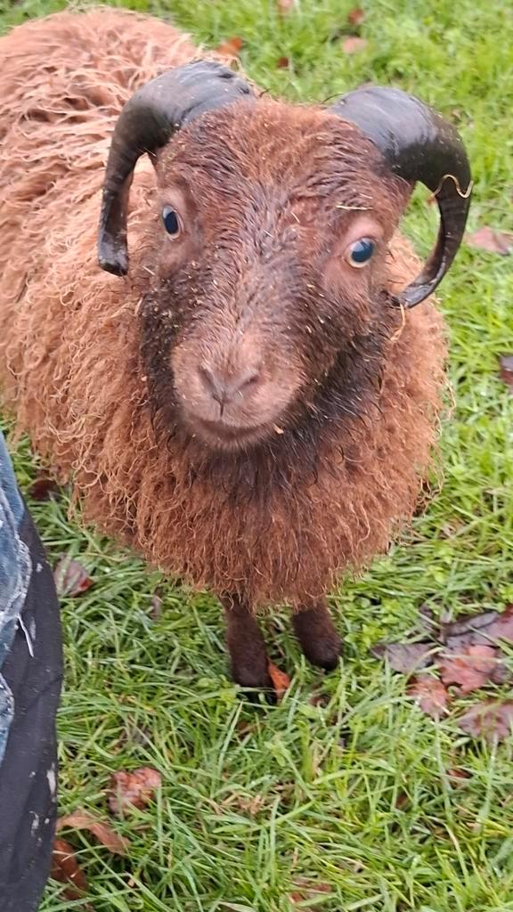 Tam Ouessant ram, Dieren en Toebehoren, Schapen, Geiten en Varkens