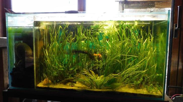 Aquarium volledig, Dieren en Toebehoren, Vissen | Aquaria en Toebehoren, Gebruikt, Leeg aquarium, Ophalen