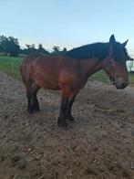 Trekpaard  merrie, Dieren en Toebehoren, Merrie, Met stamboom