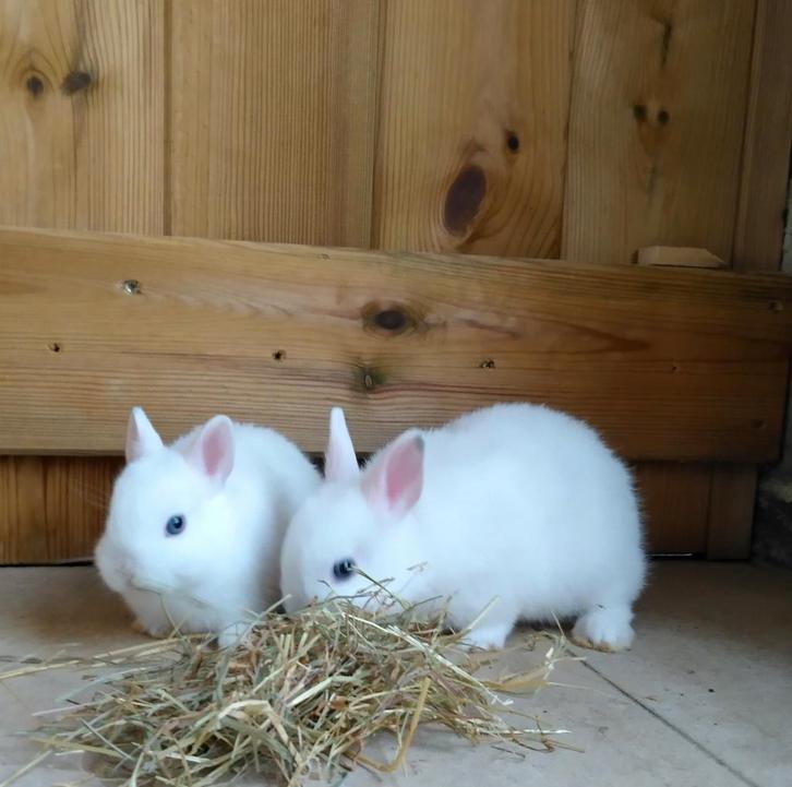 Dwerg konijntjes, Dieren en Toebehoren, Pluimvee