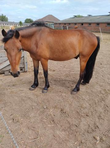 Leuke 3 jarige c-pony zoekt goede thuis  beschikbaar voor biedingen