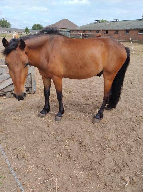 Leuke 3 jarige c-pony zoekt goede thuis, Dieren en Toebehoren, Pony's, Ruin, Zadelmak, C pony (1.27m tot 1.37m), Recreatiepony