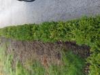 Buxus, Ophalen, Buxus, Haag