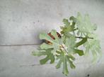 Figuier, Tuin en Terras, Planten | Fruitbomen, Ophalen, Vijgenboom