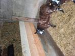 2jaarse ooi voor slacht, Dieren en Toebehoren, Schapen, Geiten en Varkens