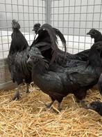 Ayam cemani kippen en hanen , prachtige dieren, Meerdere dieren, Kip