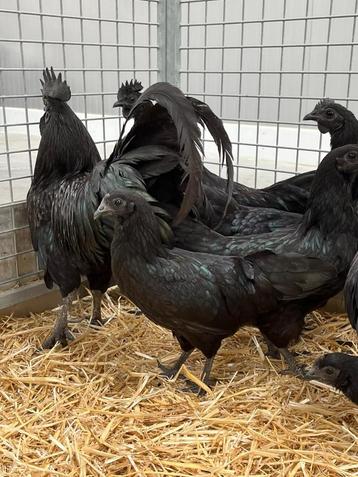 Ayam cemani kippen en hanen , prachtige dieren beschikbaar voor biedingen