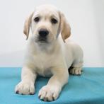 Labrador (Blond) Pups te koop, Dieren en Toebehoren, Honden | Retrievers, Spaniëls en Waterhonden, 15 weken tot 1 jaar, Handelaar