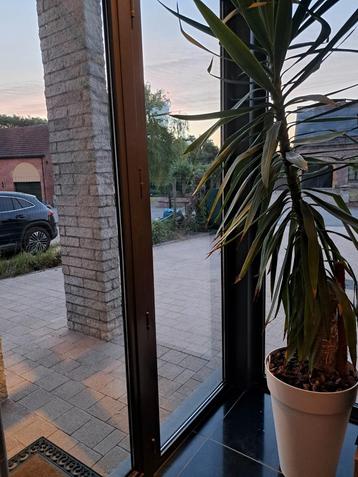 Prachtige binnenplant yucca in pot beschikbaar voor biedingen