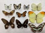 Lot VLINDERS voor STOLP, Dieren en Toebehoren, Insecten en Spinnen