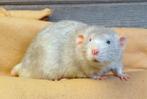 Rattery Wilori - te reserveren ratjes, Dieren en Toebehoren, Rat, Januari, Meerdere dieren, Tam