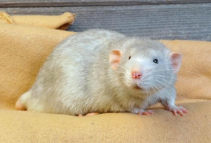 Rattery Wilori - te reserveren ratjes, Dieren en Toebehoren, Knaagdieren, Meerdere dieren, Rat, Januari, Tam