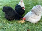 Cochin kriel hennen, Dieren en Toebehoren, Pluimvee, Vrouwelijk, Kip