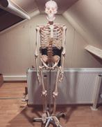 Skelet +/- 180cm groot, Diversen, Ophalen of Verzenden, Zo goed als nieuw