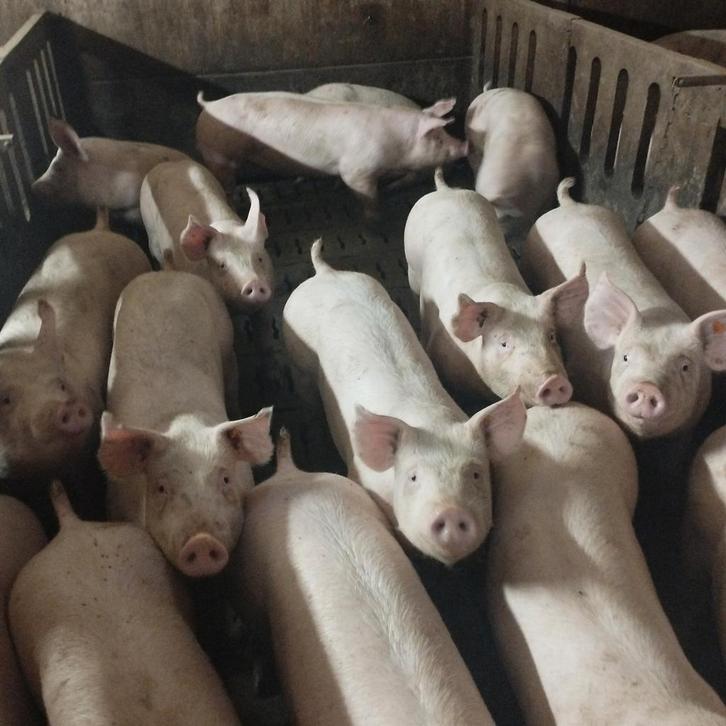 loonkweekstal vleesvarkens gevraagd, Zakelijke goederen, Landbouw | Veevoer, Ophalen