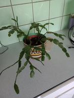 Groene plant voor binnen Kerstcactus pasen (wit), Cactus, Minder dan 100 cm, Volledige schaduw, In pot
