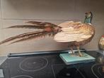 Hoender fazant opgezet, Ophalen of Verzenden, Gebruikt, Opgezet dier